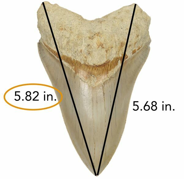 Megalodon teeth are measured on the diagonal from tip to root lobe.